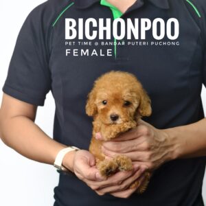 Bichonpoo puppy for Sale in Malaysia