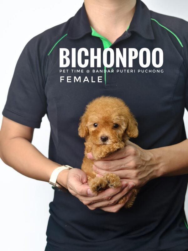 Bichonpoo puppy for Sale in Malaysia
