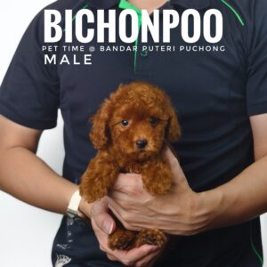Bichonpoo puppy for Sale in Malaysia