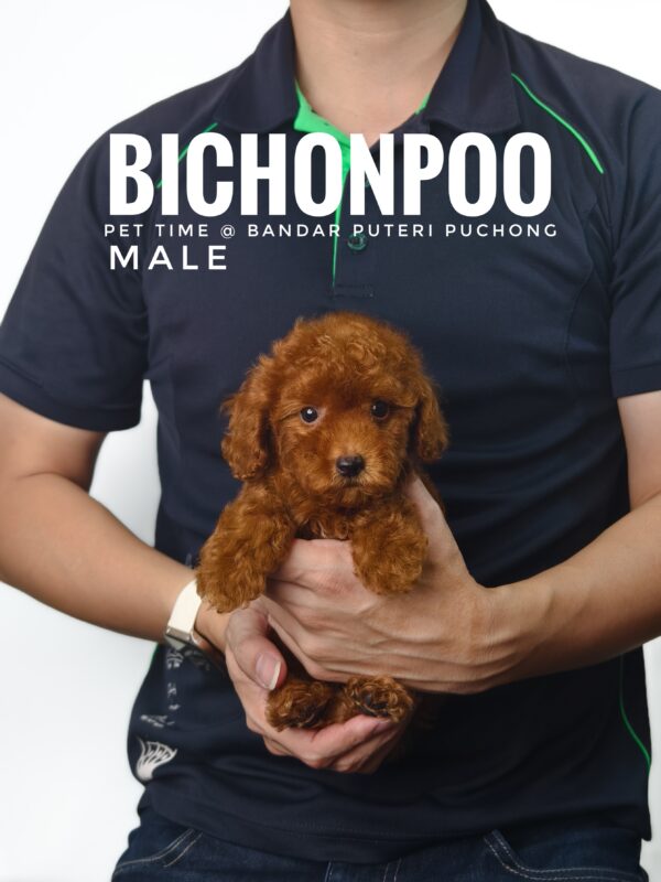 Bichonpoo puppy for Sale in Malaysia