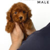 Bichonpoo puppy for Sale in Malaysia
