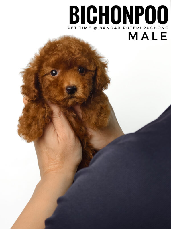 Bichonpoo puppy for Sale in Malaysia
