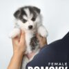 Pomsky puppy for Sale in Malaysia