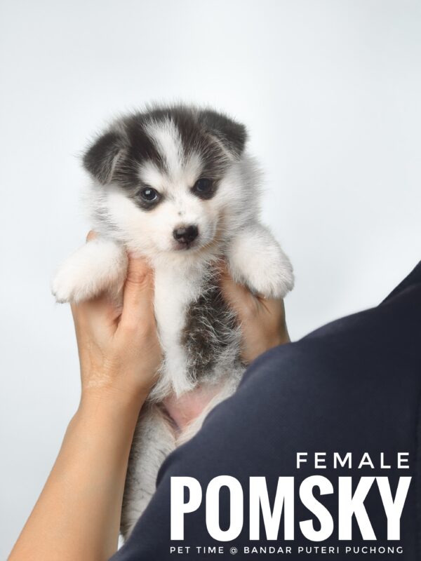 Pomsky puppy for Sale in Malaysia