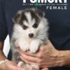Pomsky puppy for Sale in Malaysia