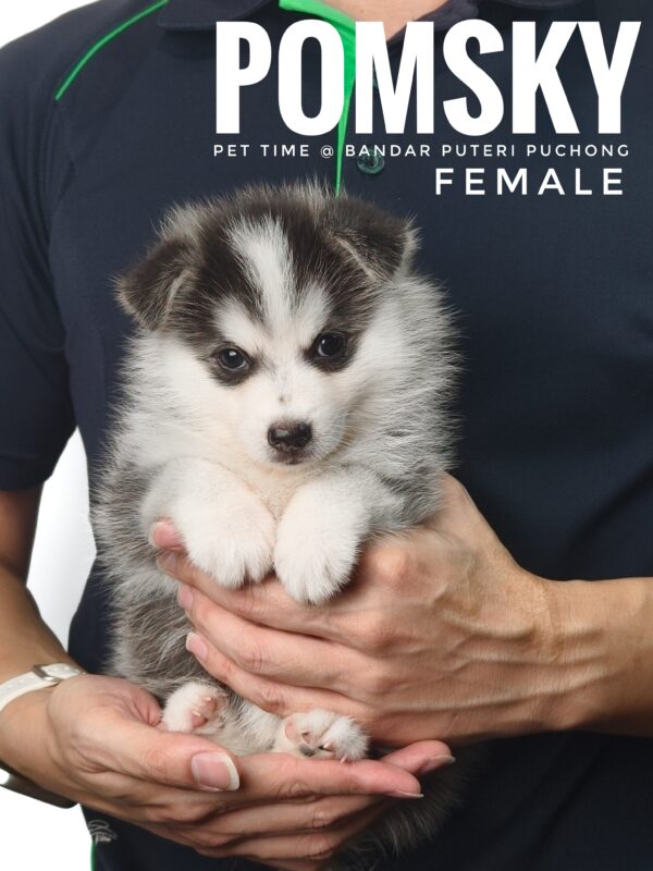 Pomsky puppy for Sale in Malaysia