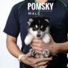 Pomsky puppy for Sale in Malaysia