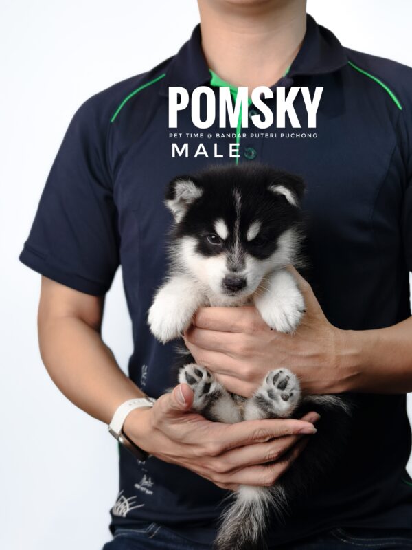 Pomsky puppy for Sale in Malaysia