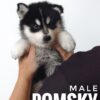 Pomsky puppy for Sale in Malaysia
