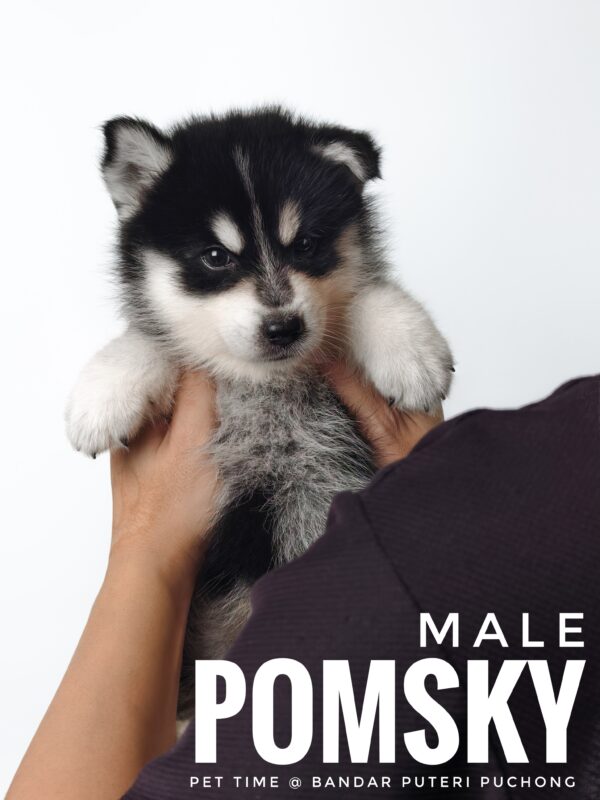 Pomsky puppy for Sale in Malaysia