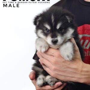 Pomsky puppy for Sale in Malaysia
