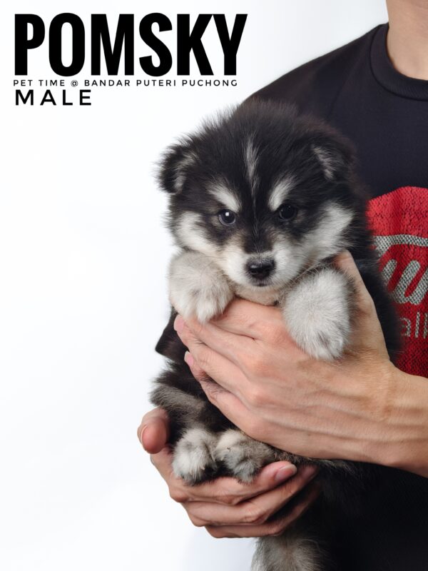 Pomsky puppy for Sale in Malaysia