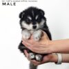 Pomsky puppy for Sale in Malaysia