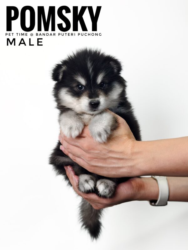 Pomsky puppy for Sale in Malaysia