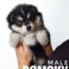 Pomsky puppy for Sale in Malaysia