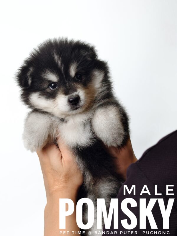 Pomsky puppy for Sale in Malaysia