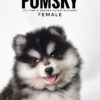 Pomsky puppy for Sale in Malaysia