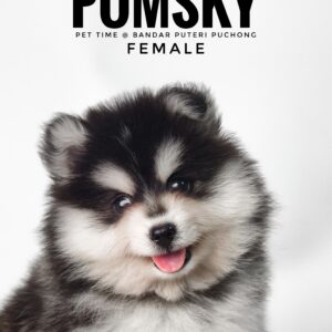 Pomsky puppy for Sale in Malaysia