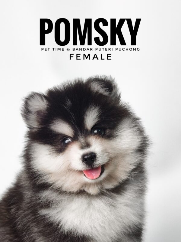 Pomsky puppy for Sale in Malaysia