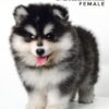 Pomsky puppy for Sale in Malaysia