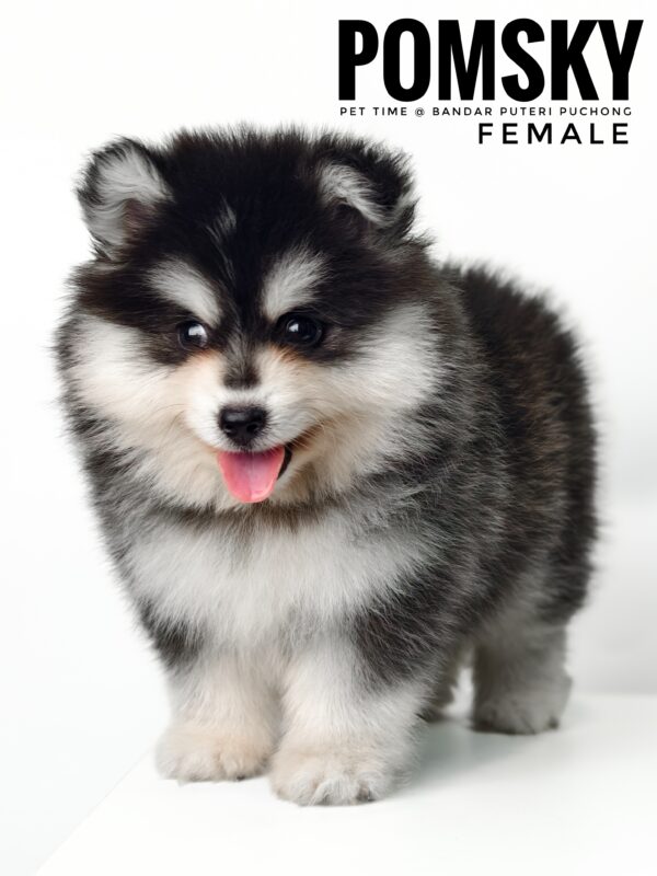 Pomsky puppy for Sale in Malaysia