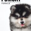 Pomsky puppy for Sale in Malaysia