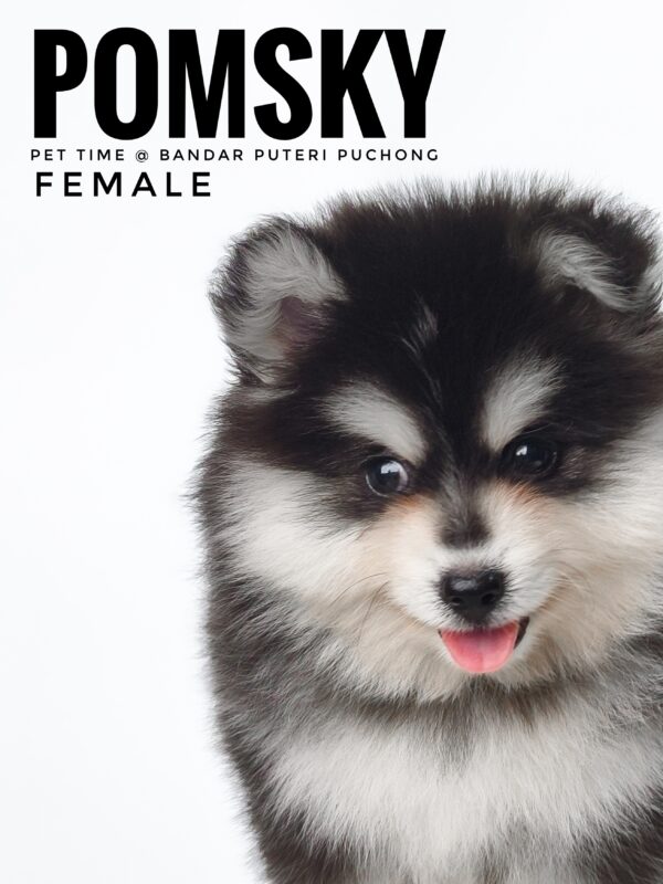 Pomsky puppy for Sale in Malaysia