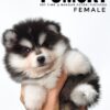 Pomsky puppy for Sale in Malaysia