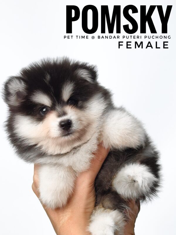 Pomsky puppy for Sale in Malaysia