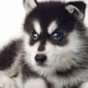 Pomsky puppy for Sale in Malaysia