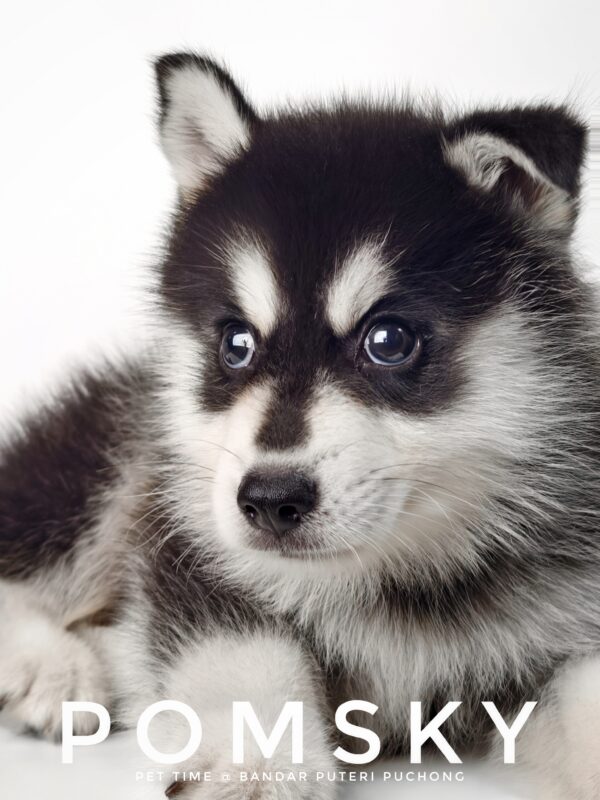 Pomsky puppy for Sale in Malaysia