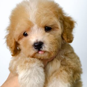 Bichonpoo puppy for Sale in Malaysia
