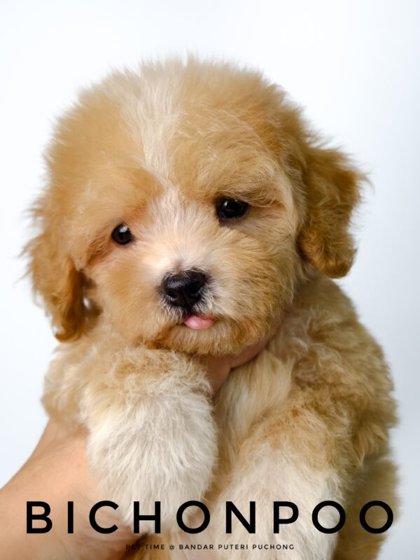 Bichonpoo puppy for Sale in Malaysia