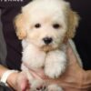 Bichonpoo puppy for Sale in Malaysia