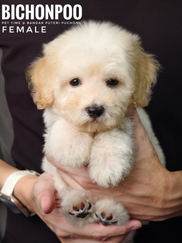 Bichonpoo puppy for Sale in Malaysia