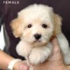Bichonpoo puppy for Sale in Malaysia