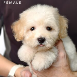 Bichonpoo puppy for Sale in Malaysia