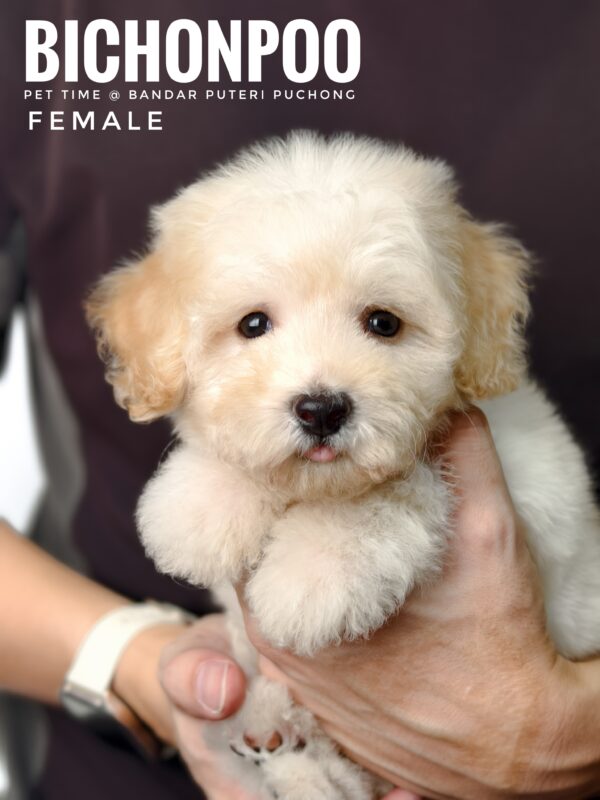 Bichonpoo puppy for Sale in Malaysia