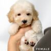Bichonpoo puppy for Sale in Malaysia