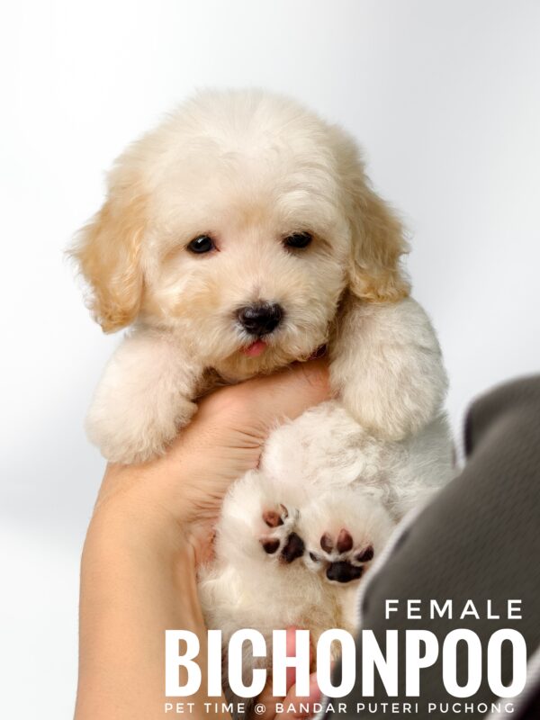 Bichonpoo puppy for Sale in Malaysia