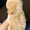 Bichonpoo puppy for Sale in Malaysia