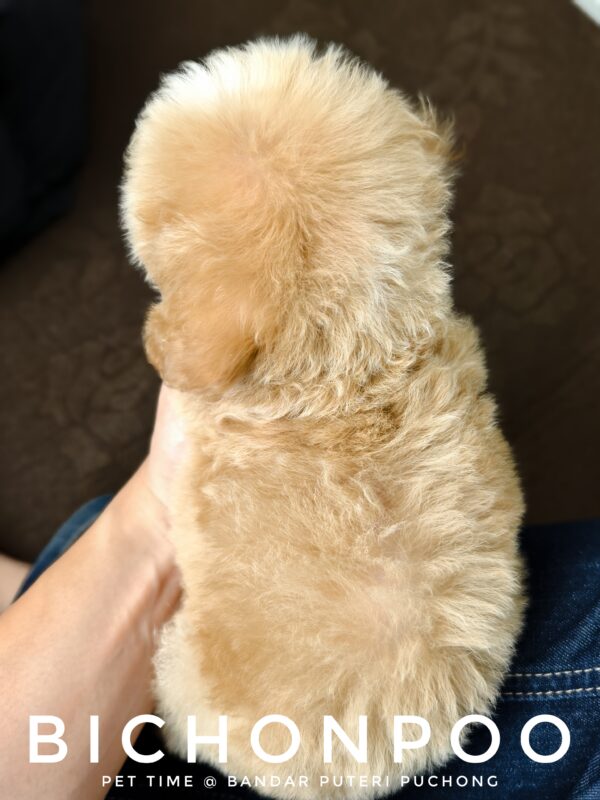 Bichonpoo puppy for Sale in Malaysia