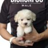 Bichonpoo puppy for Sale in Malaysia