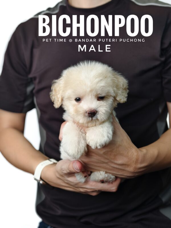 Bichonpoo puppy for Sale in Malaysia