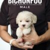 Bichonpoo puppy for Sale in Malaysia