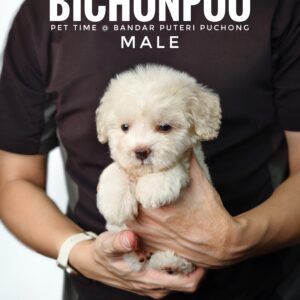 Bichonpoo puppy for Sale in Malaysia