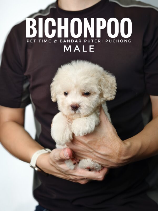 Bichonpoo puppy for Sale in Malaysia