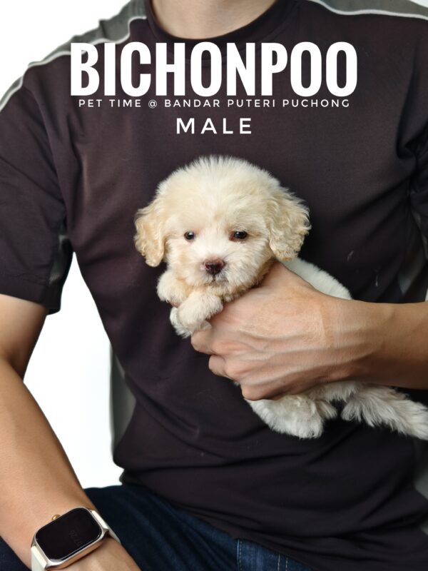 Bichonpoo puppy for Sale in Malaysia