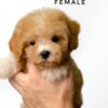 Bichonpoo puppy for Sale in Malaysia