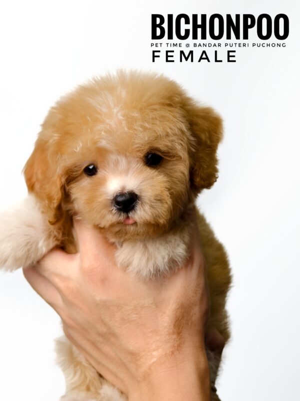 Bichonpoo puppy for Sale in Malaysia